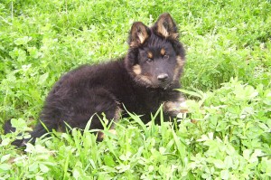 Kerberos Rex z Gipova