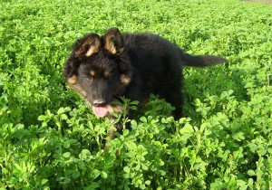 Kerberos Rex z Gipova