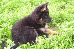 Kerberos Rex z Gipova